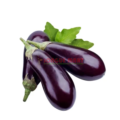 Aubergine