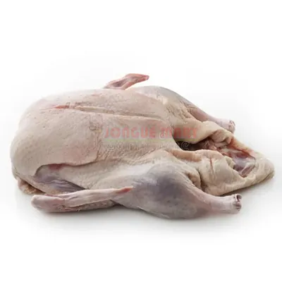 Canard