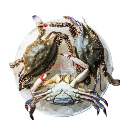 Crabe entier - moyen format