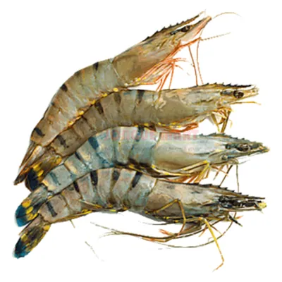 Crevettes entières N° 3