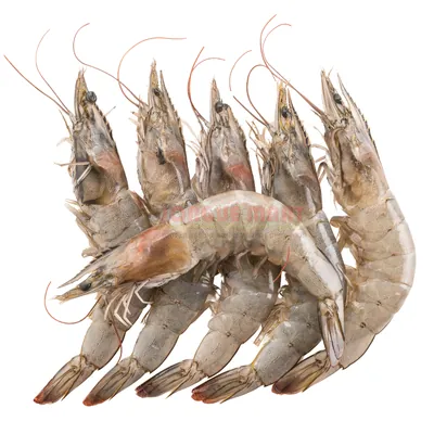 Crevettes entières N° 5