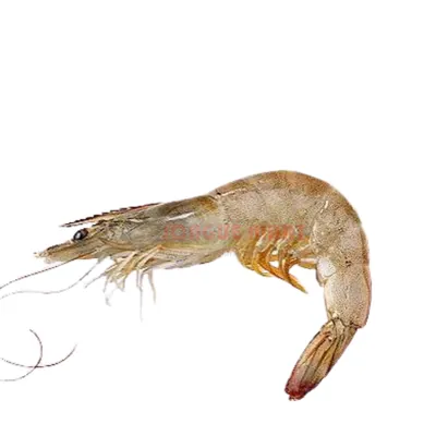 Crevettes entières N° 6