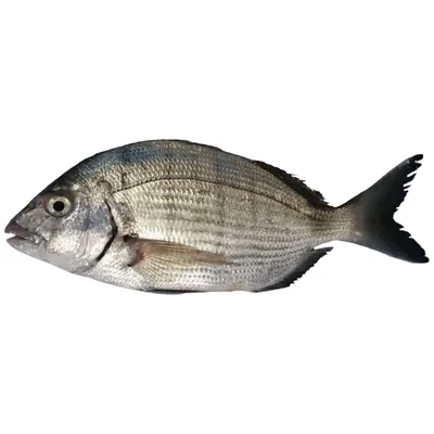 Dorade Sar blanc - Ngaté