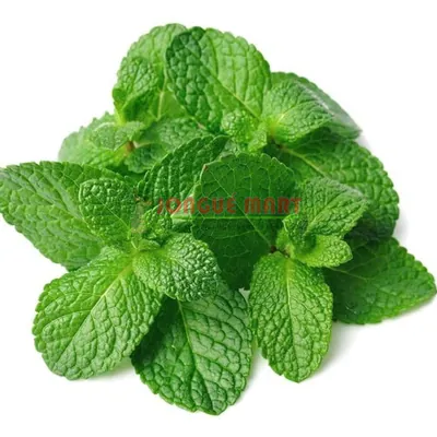 Feuilles de menthe ordinaire