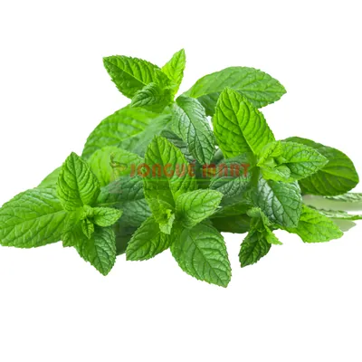 Feuilles de menthe nana