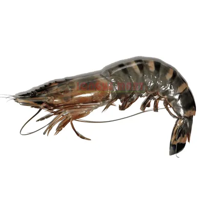 Gambas N° 0