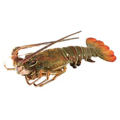 Langouste