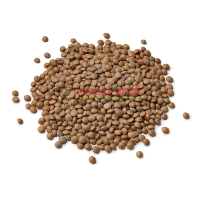 Lentilles