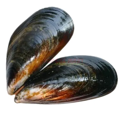 Moules