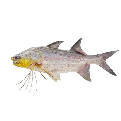 Ndiané