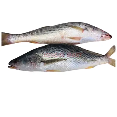 Ombrine