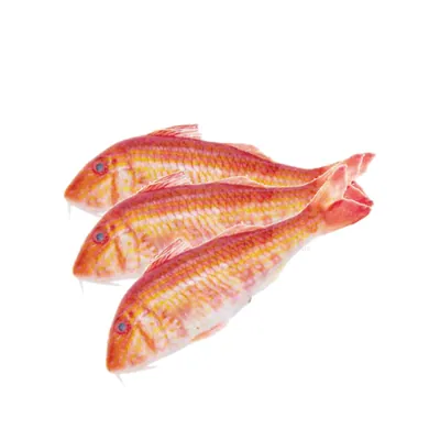 Poisson rouget du Sénégal