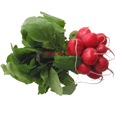 Radis