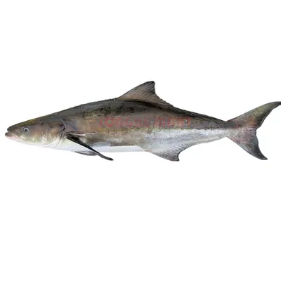 Todjé