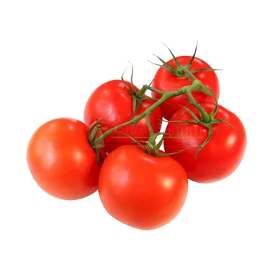 Tomate fraîche