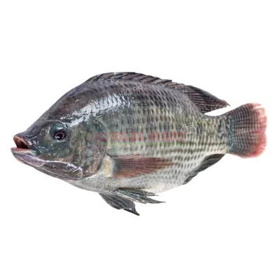Wass - Tilapia G
