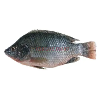 Wass - Tilapia M