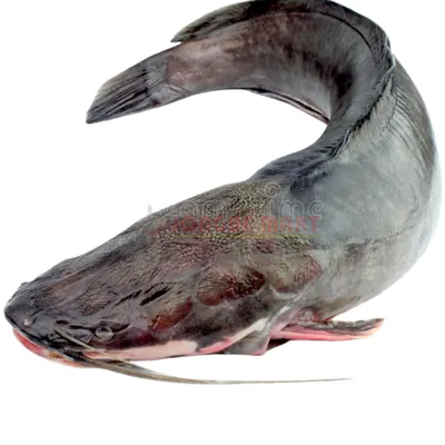 Yass - poisson chat